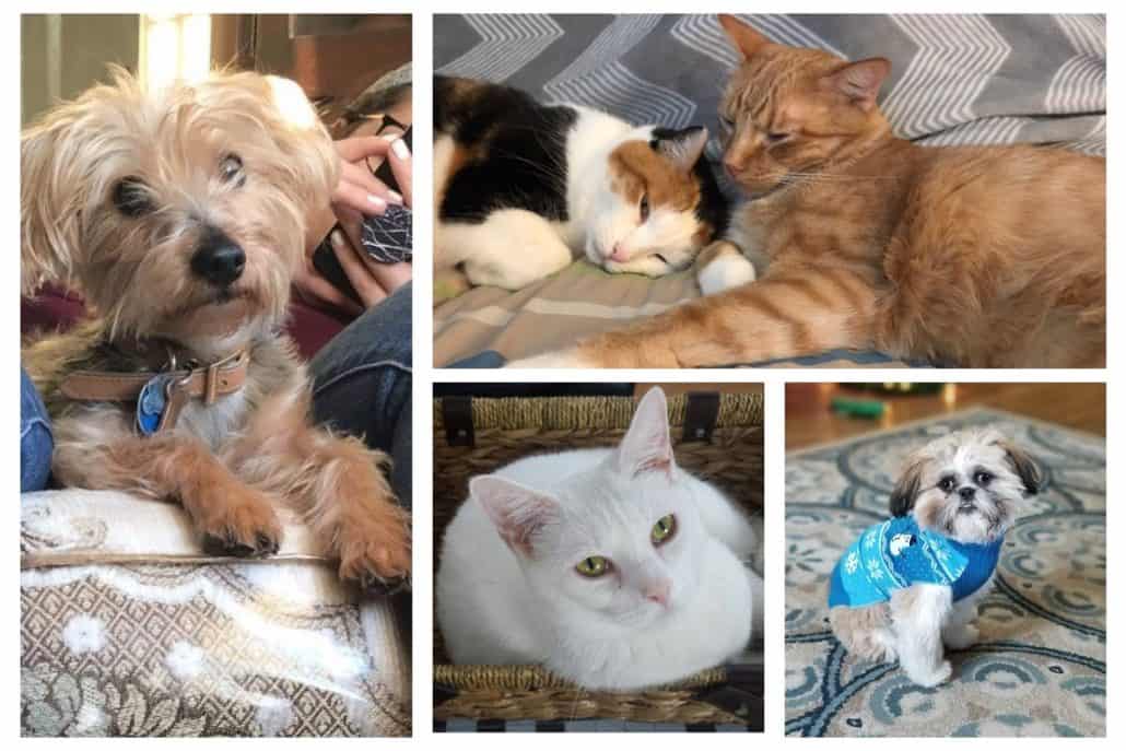 Snapshots of furry friends from the Anderson Technologies family (clockwise): Emmett, Spoons & Sonny Boy Williamson, Sophie, Luna