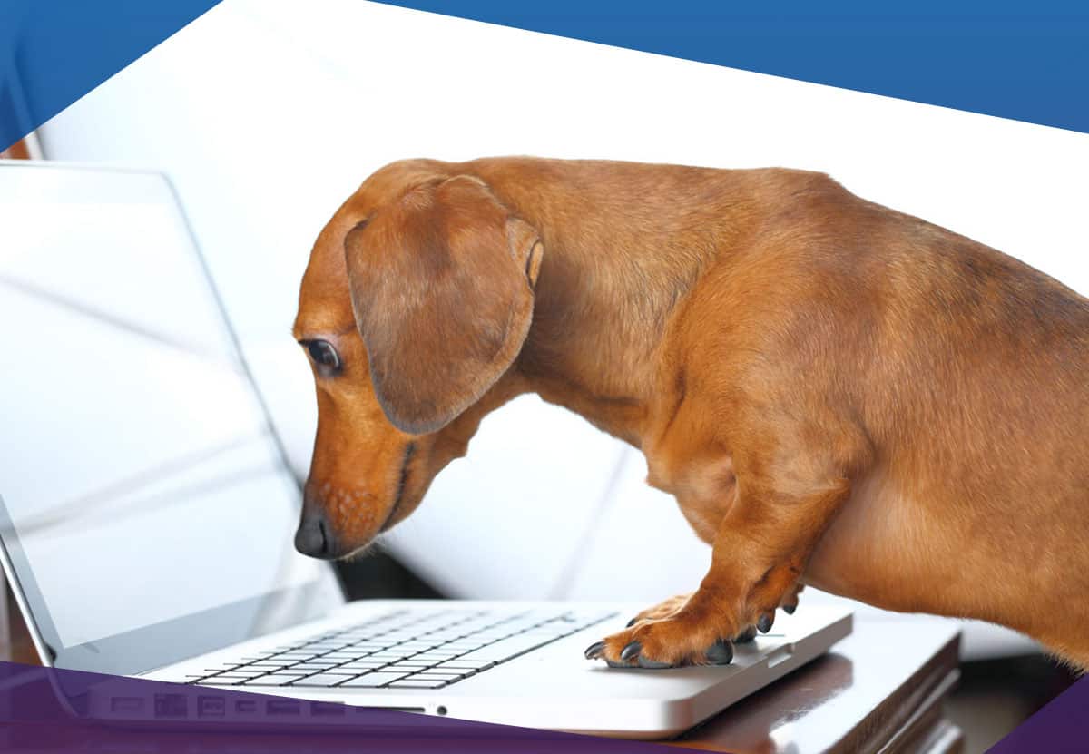 Dog on a laptop